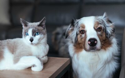 Les Produits Vétérinaires en Pharmacie : Pour la Santé et le Bien-être de Vos Animaux de Compagnie
